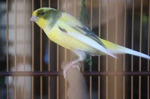 Burung Kenari F1 MacamMacam Budidaya