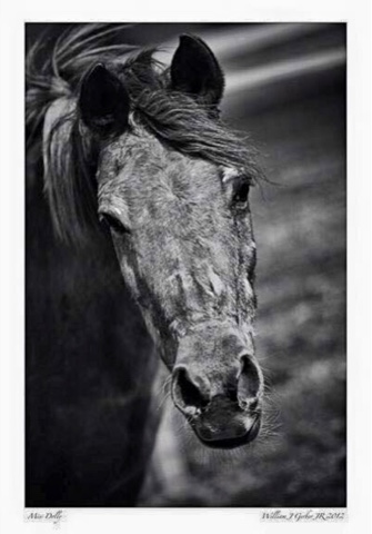 In Remembrance of My First Horse, Dolly