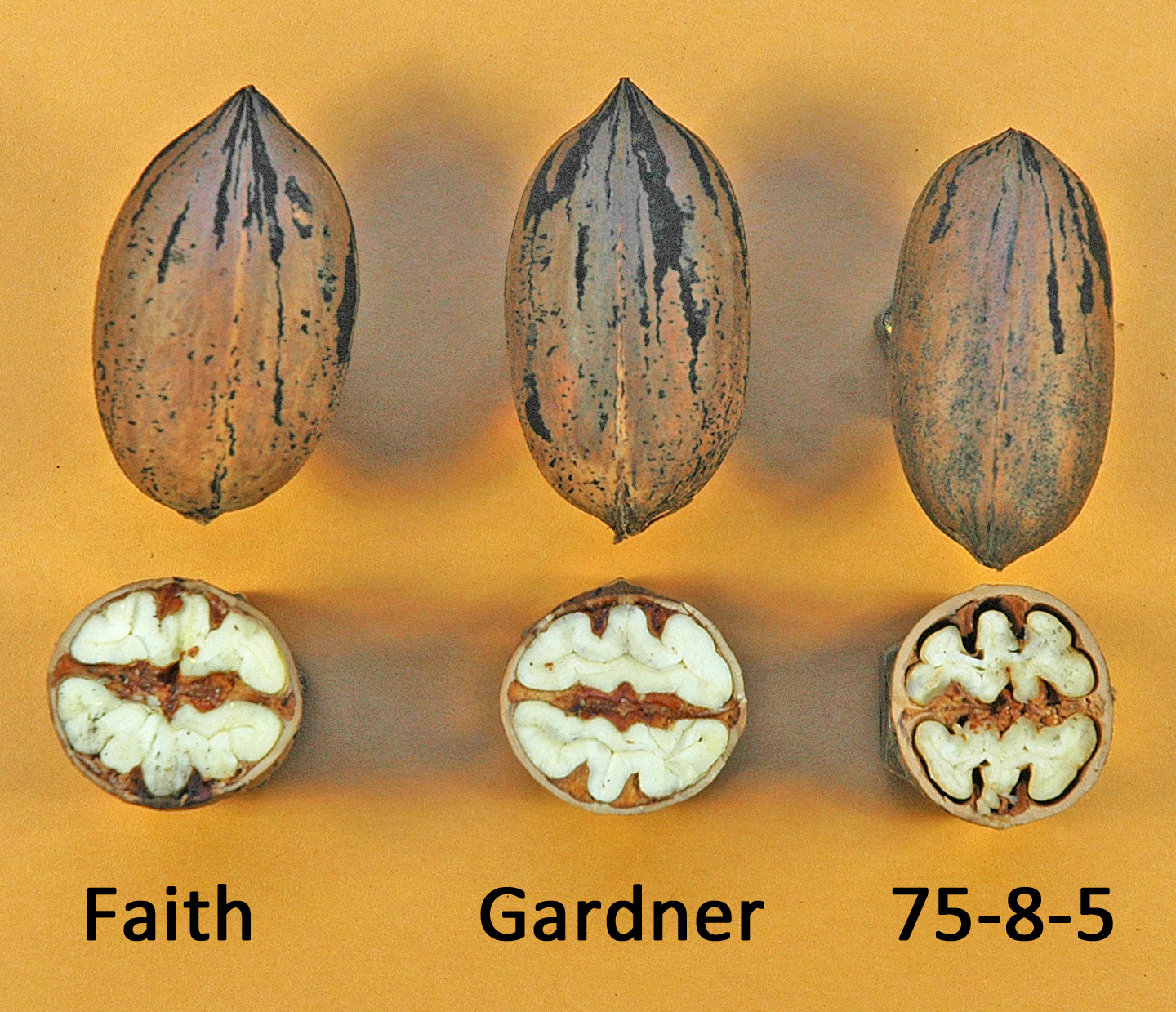 Northern Pecans Nut shape defines kernel characteristics