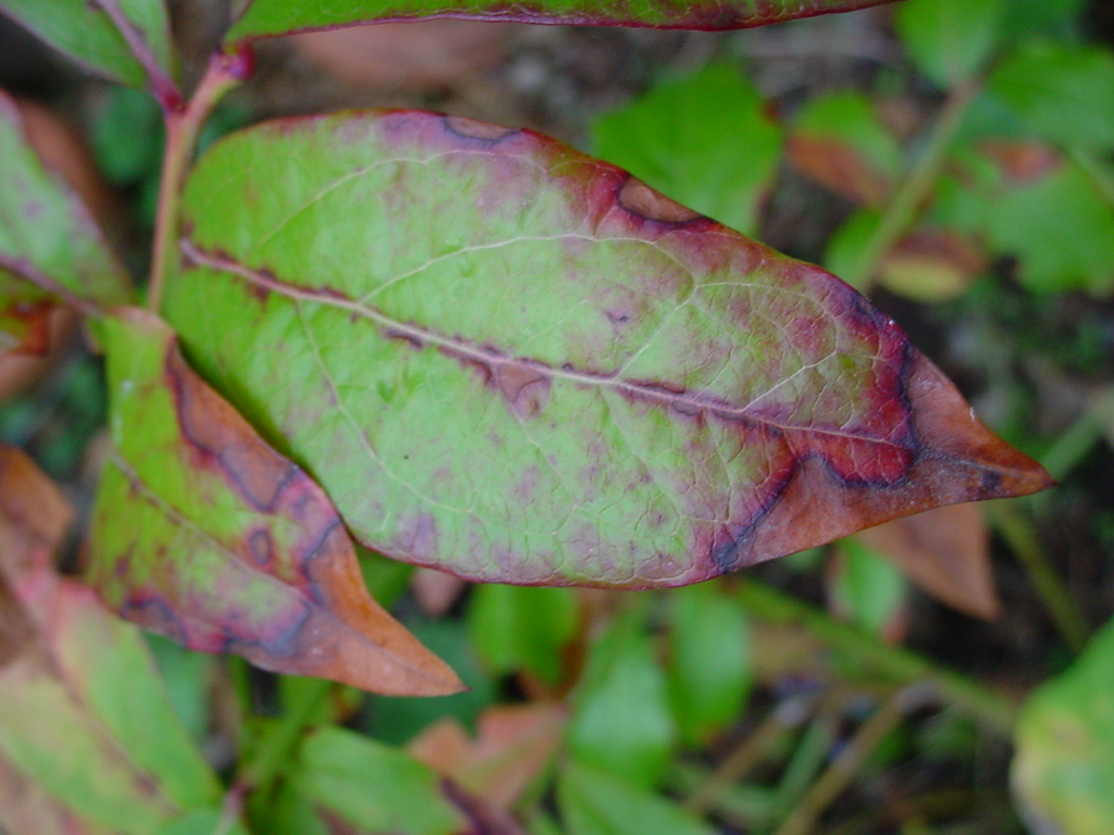 Garden of Discovery Highbush Blueberry Scorch Blues; a Disease Profile