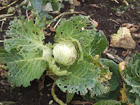 St Ives Allotment - Savoy Cabbage