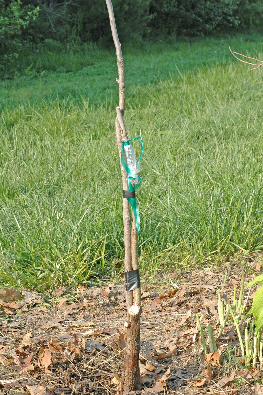 Northern Pecans 3flap grafting pecan trees