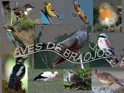 Las aves de Braojos