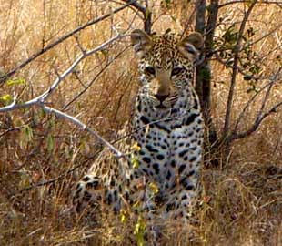 Leopard Cub