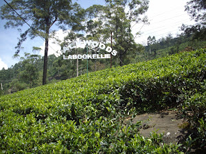 Macwoods Labookellie Tea estates in Nuwara Eliya.(Friday 26-10-2012)