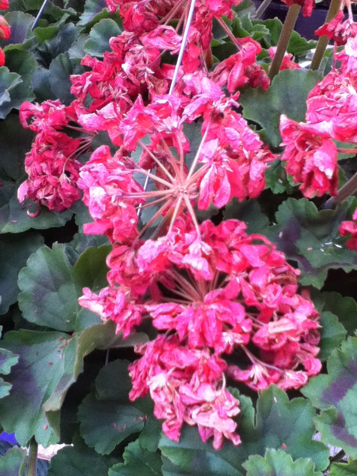 Twinkle Toes 'n' Stardust How to Deadhead/Clean Geraniums