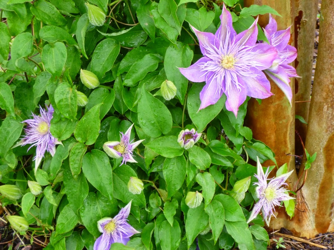 Clematis "Crystal Fountain", purchased from Brushwood Nursery in 2012, growing very happily at the base of a Natchez Crape Myrtle