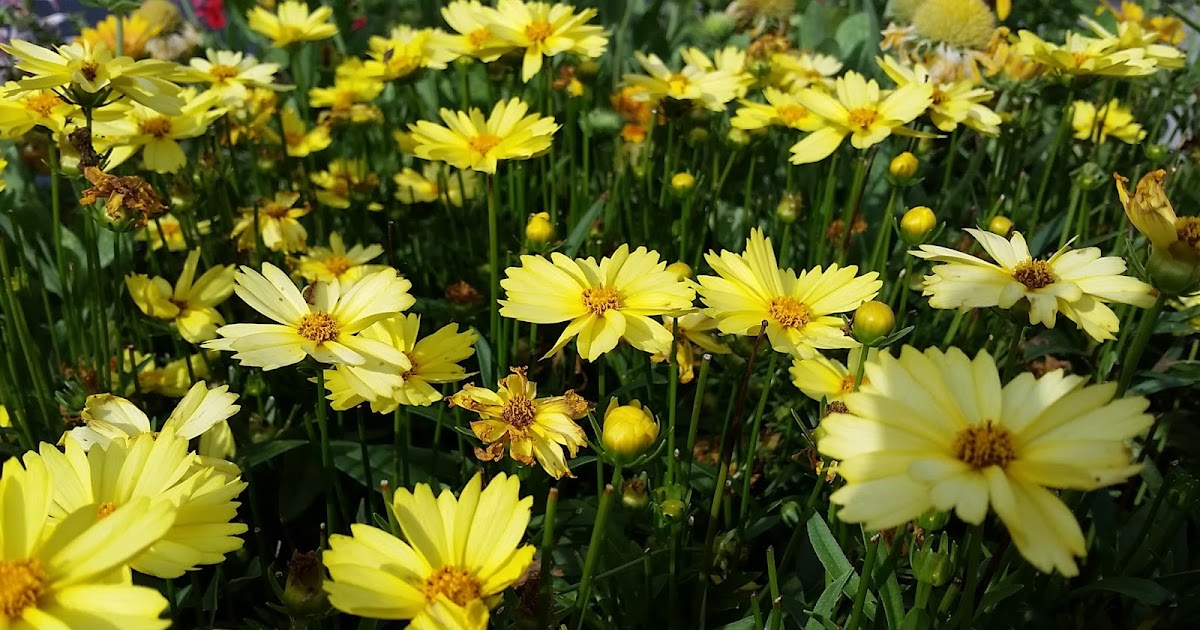 MOSI Outside Coreopsis Florida's State Wildflower