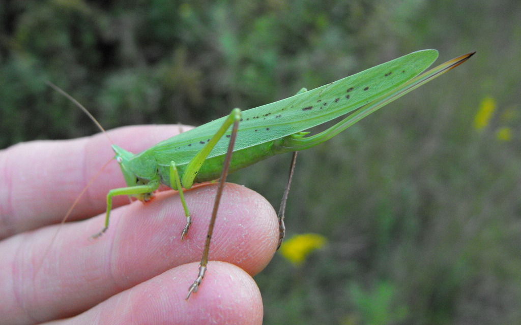 Listening in Nature It's Time for Coneheads!