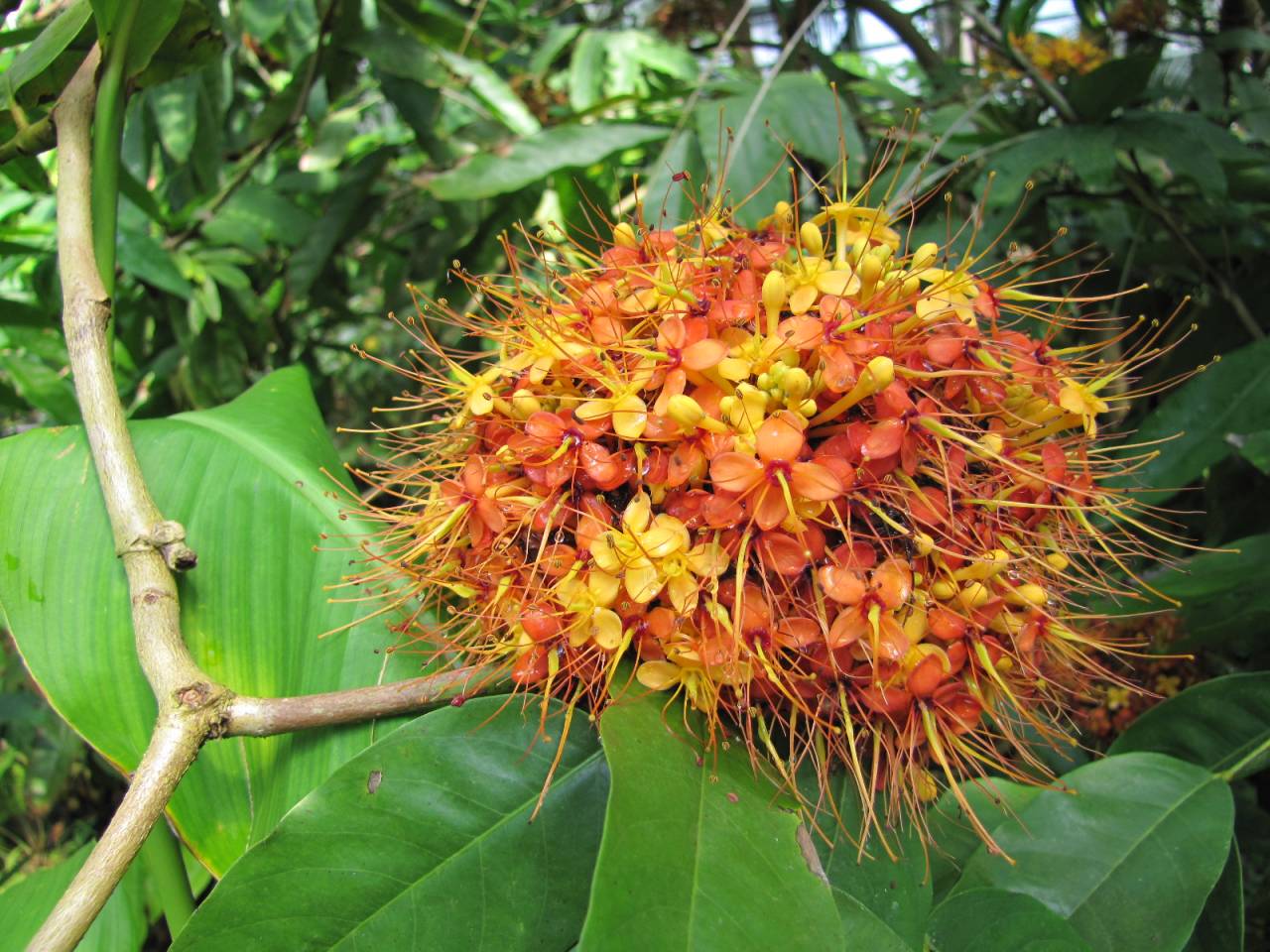 Saraca Indica Plant