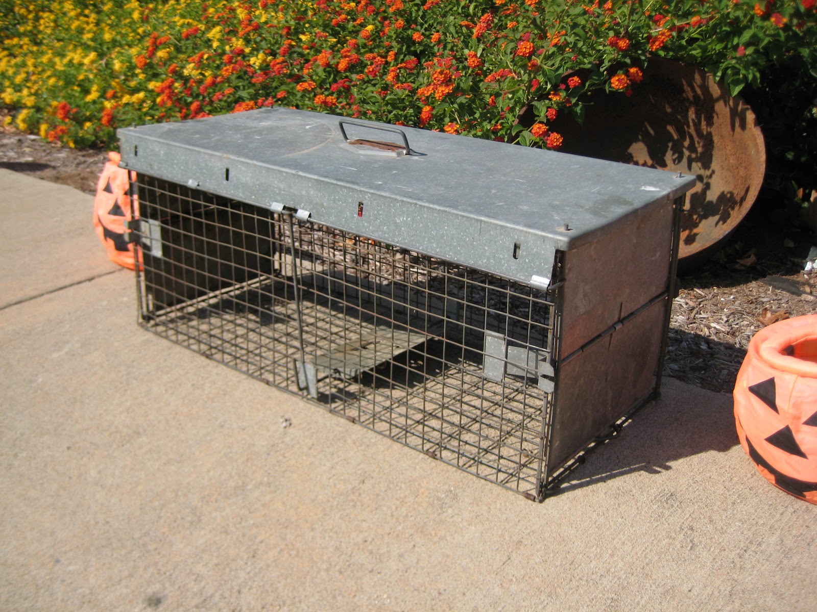 A Badger and a One Eyed Toad