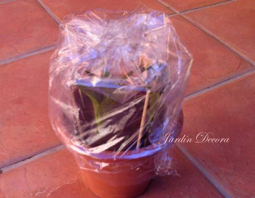 esquejes-hortensia-pasos-tapamos-plástico maceta-esquejes-hortensia-tapados-plástico-microclima