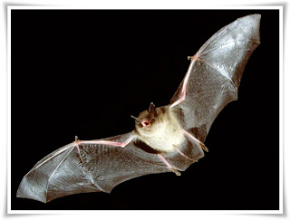 Bat Animal Pictures