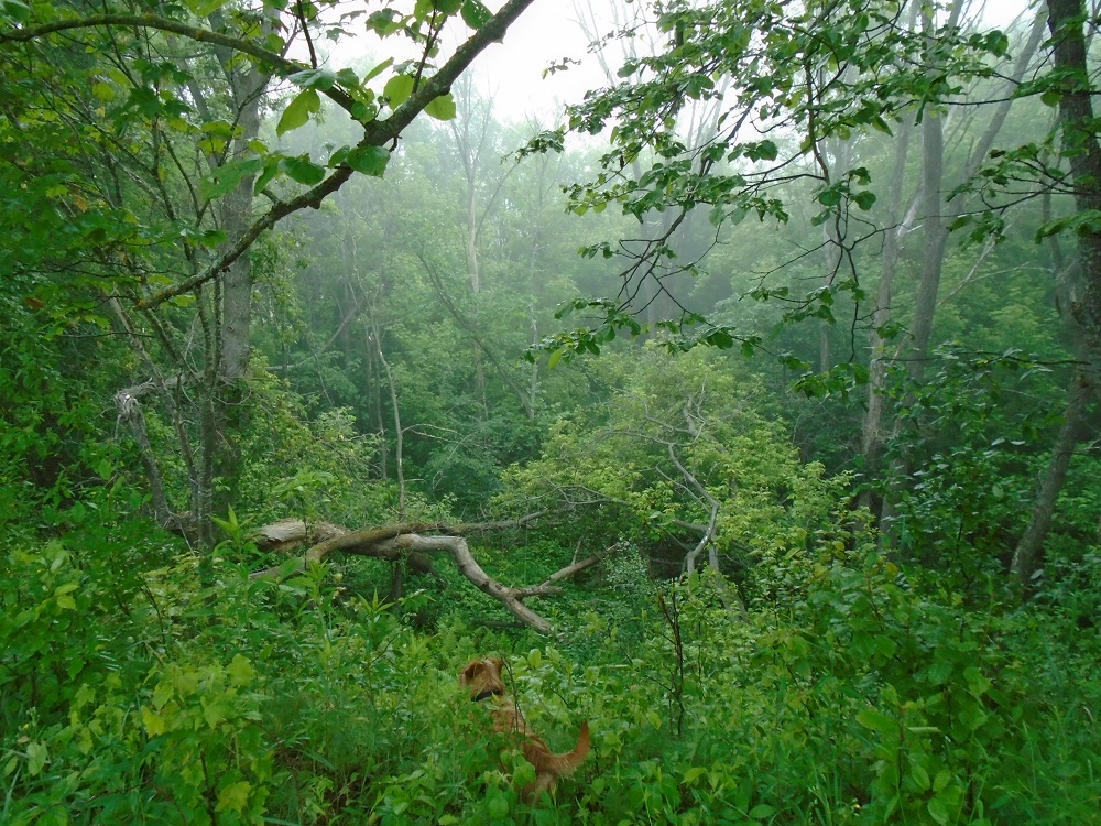 Pea Pickle Farm June 2015