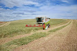 Forage harvester. Claas Lexion 420