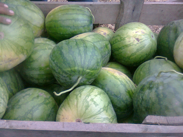 foto hasil panen buah semangka di lahan persawahan foto hasil panen buah semangka di lahan persawahan