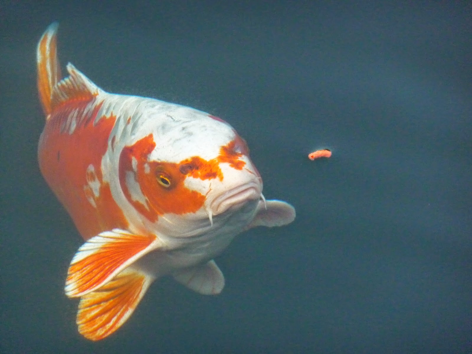 koi-pond-diseases-10.jpg