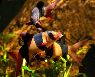 IKAN HIAS AIR TAWAR - Page 2 Clown2