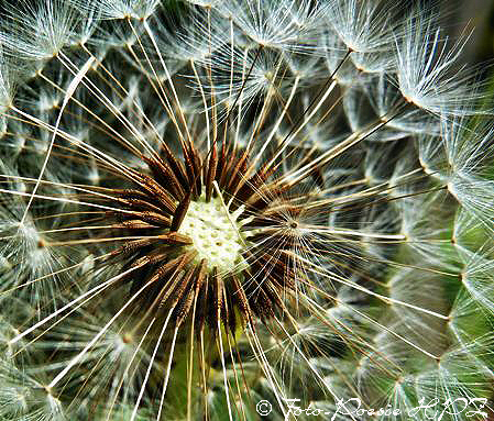 Foto Poesie Poesie Der Lowenzahn Blume