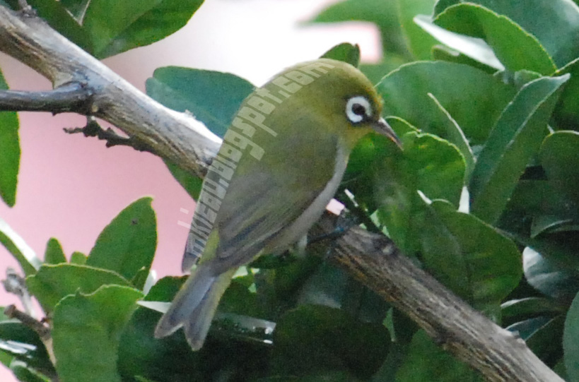 Gambar Pleci yang bagus | seputar dunia burung
