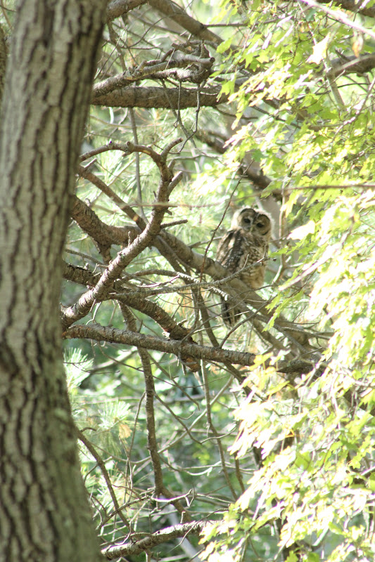 owls of arizona