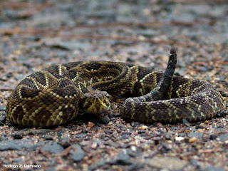 principais cobras venenosas do Brasil