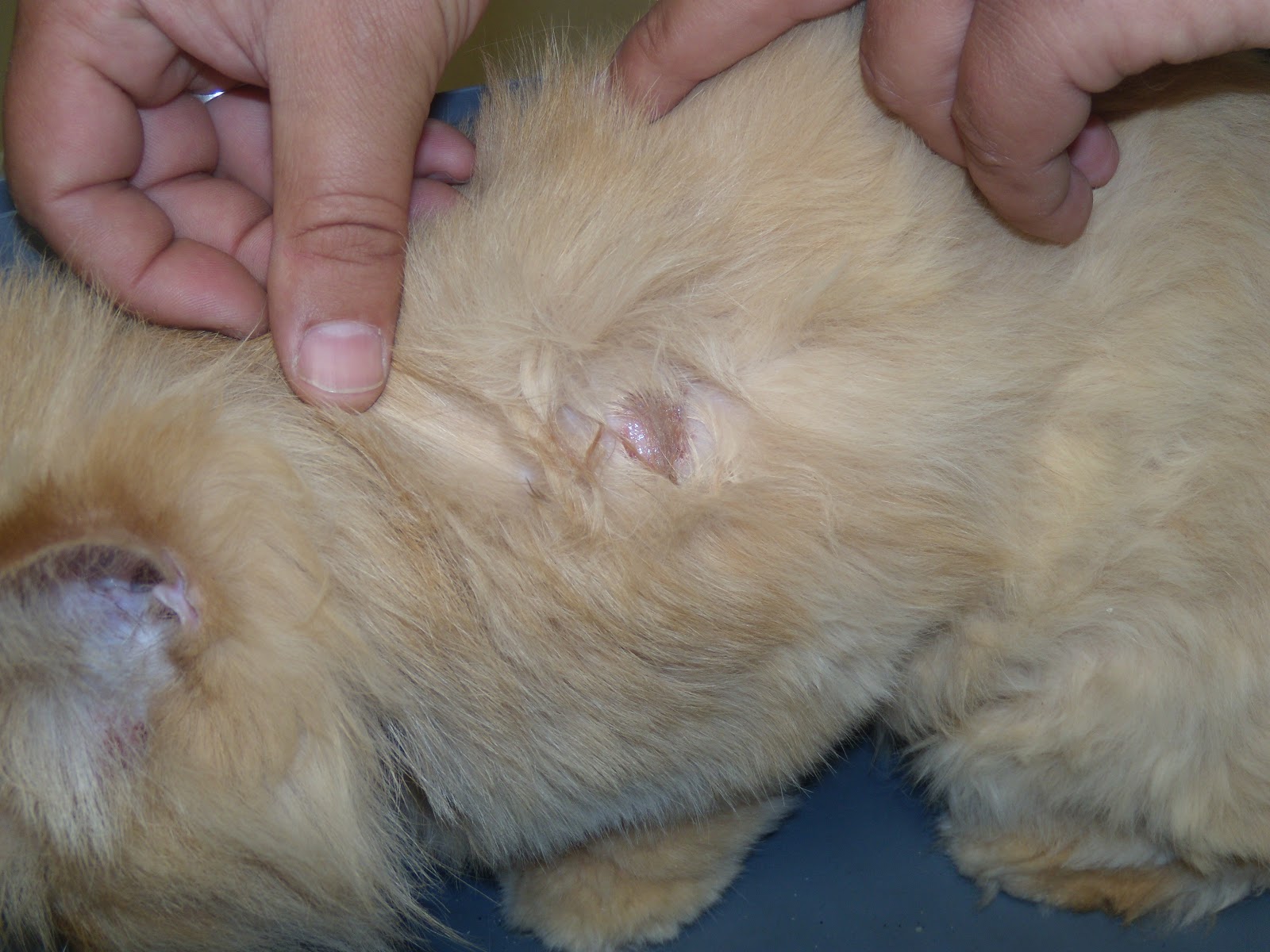 kanlı ishal köpek