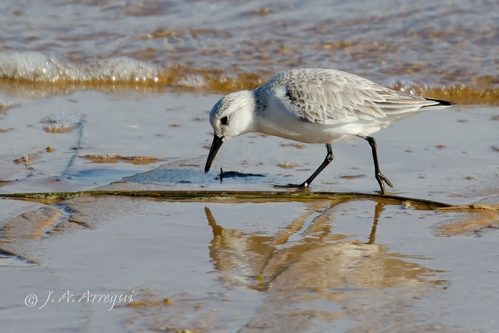 Correlimos tridactilo, Calidris alba, Sanderling Correlimos tridactilo, Calidris alba, Sanderling