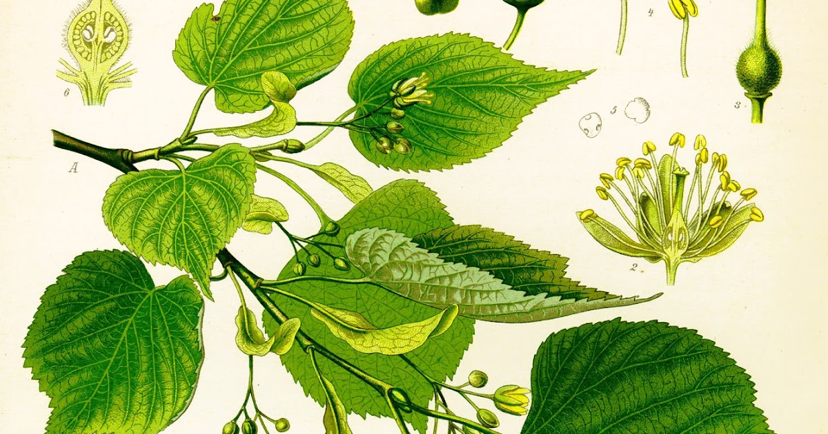 Ihlamur Çayının Sağlığa Faydaları - Güncel Blog