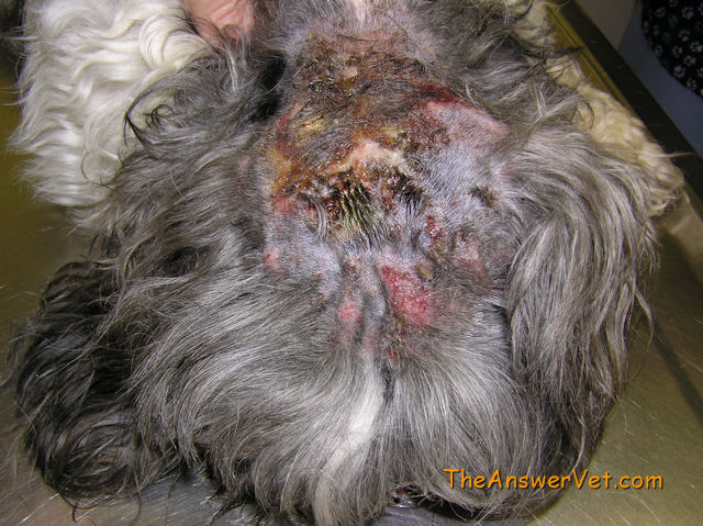 How To Fix Dog Hot Spots How To Fix Dog Hot Spots