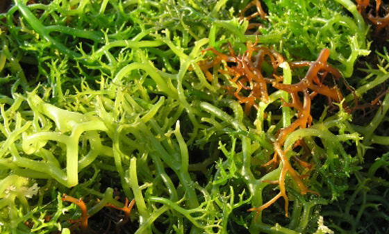 Rumput Laut Teknik Budidaya Rumput Laut