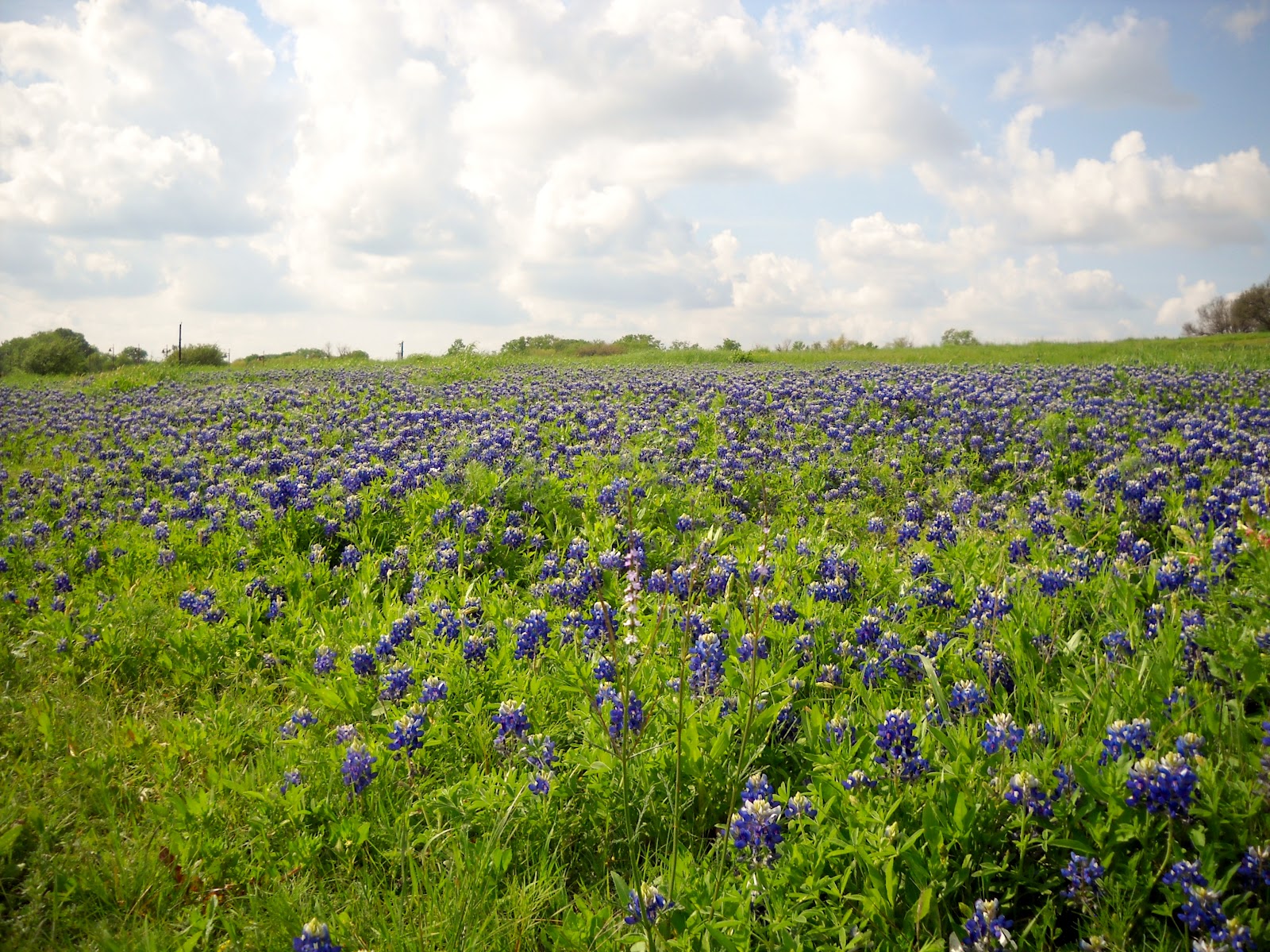 White Rock Lake, Dallas, Texas Brilliant Blooming at White