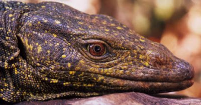 Amazing Species First Discovered in 2011 Seen On www.coolpicturegallery.us Amazing Species First Discovered in 2011 Seen On www.coolpicturegallery.us