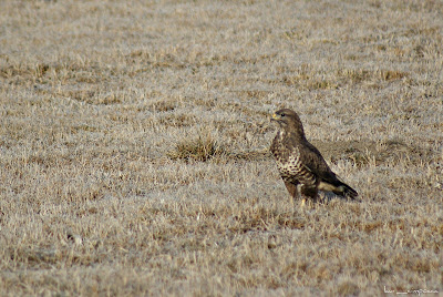 Sorecar Comun-CommonBuzzard-Buteobuteo-Mäusebussard-Egerészölyv-Busevariable