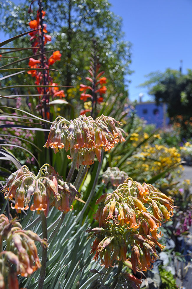 Growing with plants A Visit to Annie�s Annuals