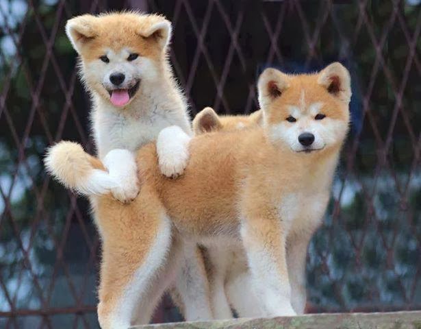 [Image: nice-Akita-Puppies.jpg]