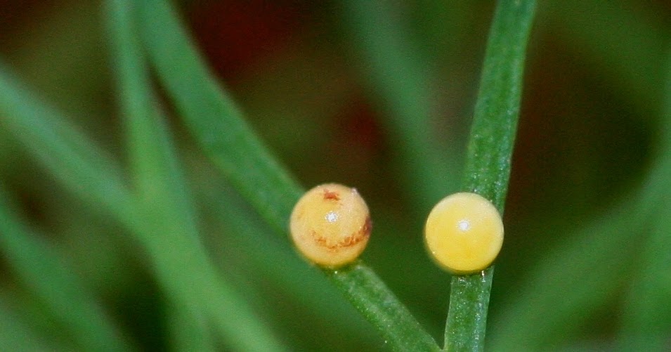 Banished's Bugs From The Little Yellow Eggs...