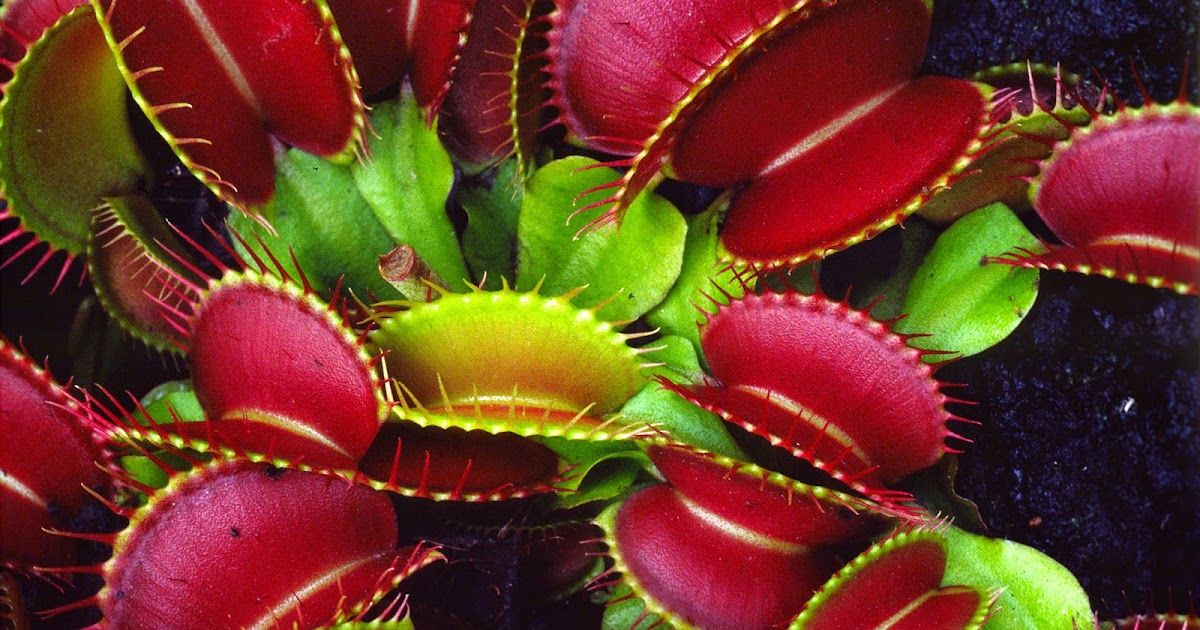 Science online The adaptation in the insectivorous plants
