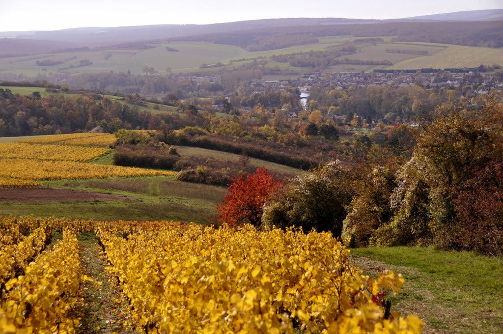 UN ARBRE AU-DESSUS DE L'YONNE (Vincelottes)