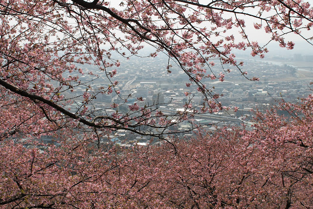 Deal Adventures in Japan: Cherry Blossoms...and more!