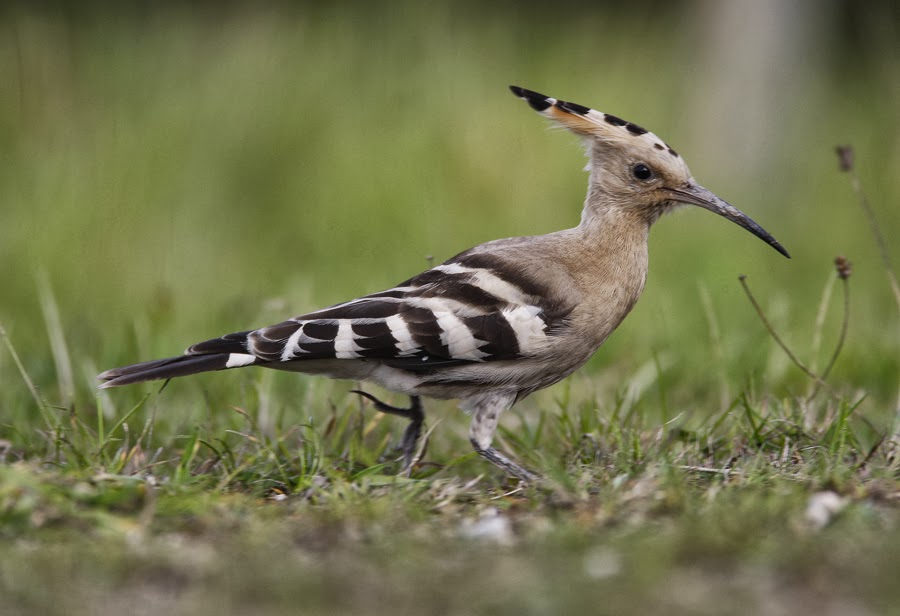 Archie's Peaky Birders Blog A HOOPOE in Nottinghamshire