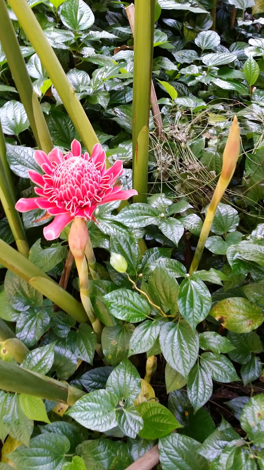LI NA HERBS TORCH FLOWER IN FULL BLOOM