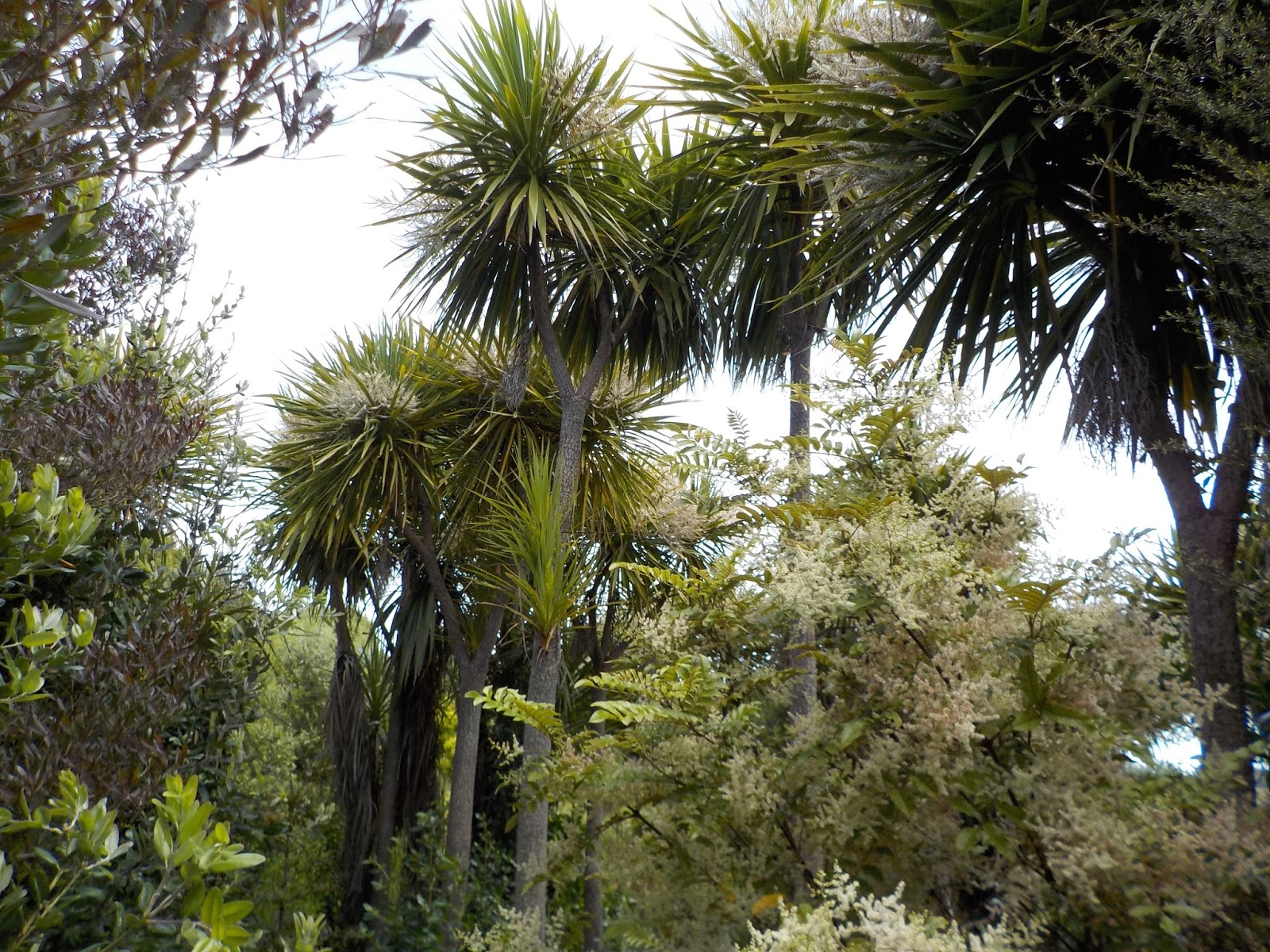 cabbage tree farm Cabbage tree flowering season
