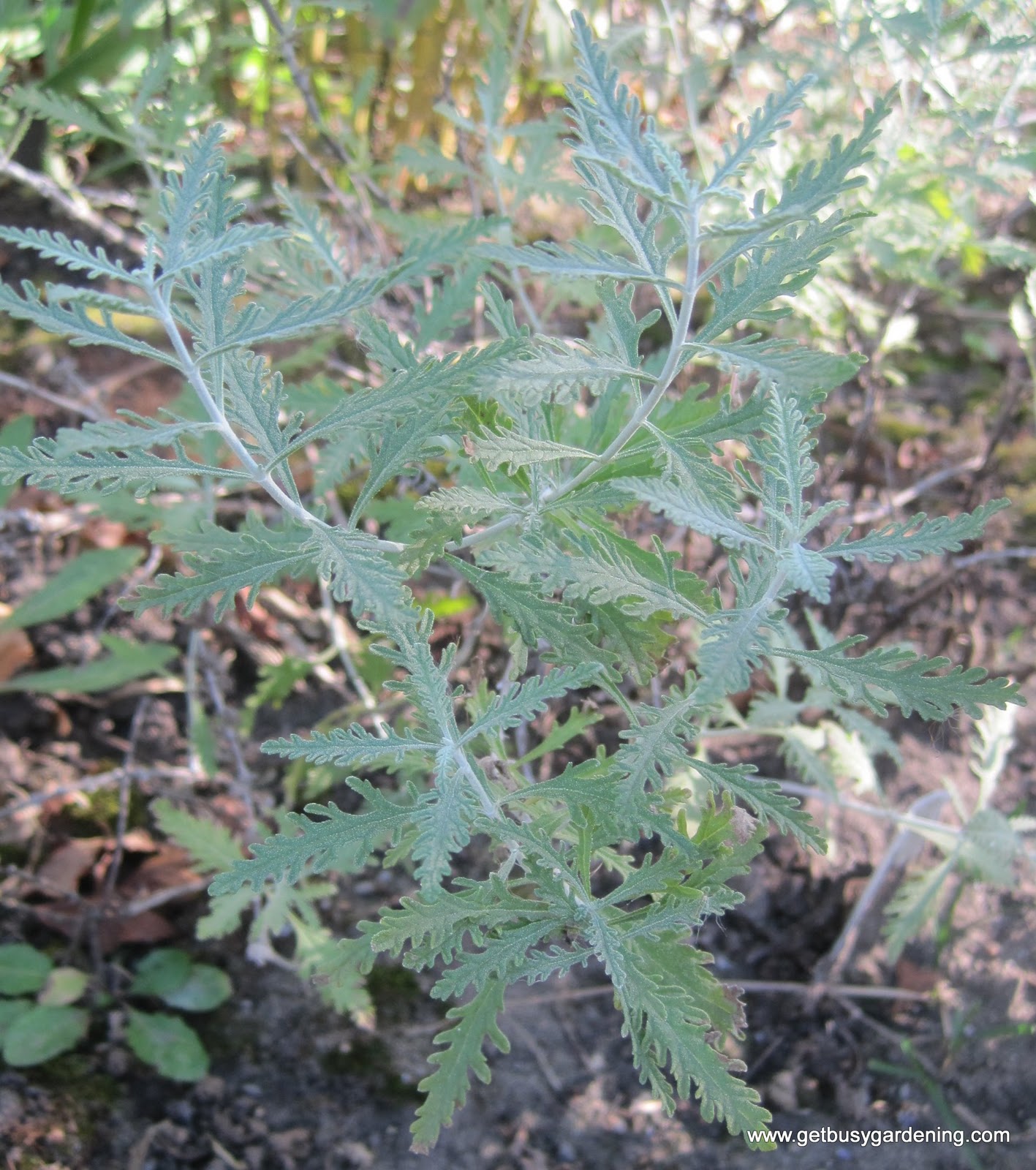 Drying Herbs for Tea Get Busy Gardening