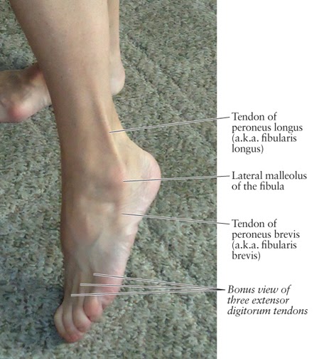 Human Anatomy for the Artist: A Lateral Ankle Tendon: Peroneus Longus
