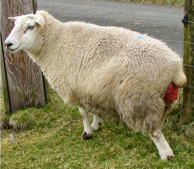 Ewe Prolapses Vet in Training