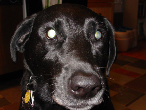 pra in dogs common eye problems pra in dogs common eye problems