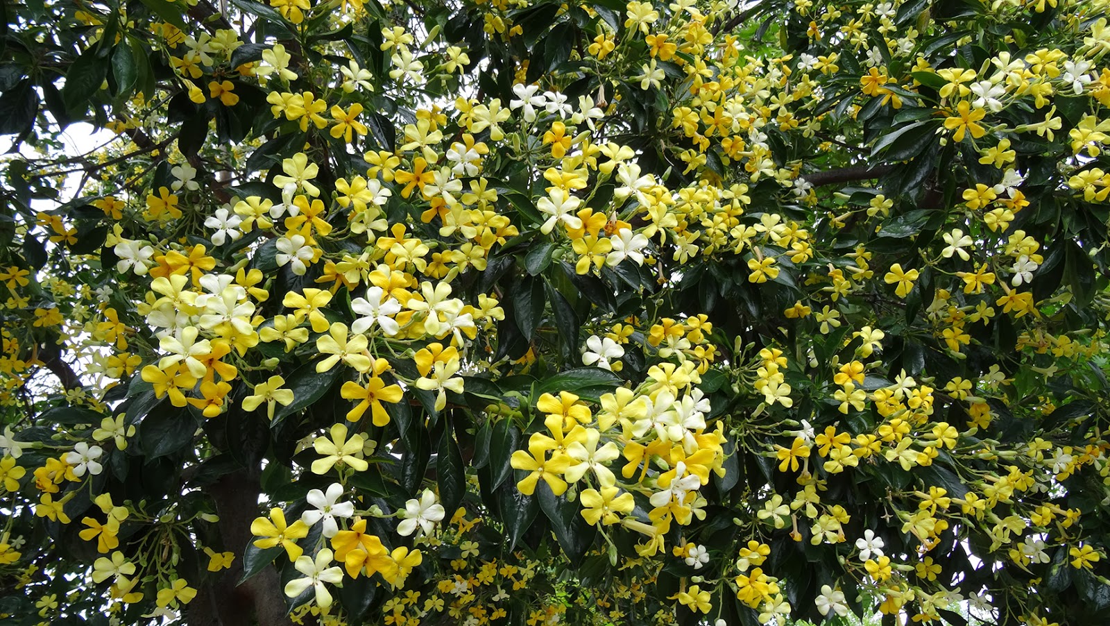 Melbourne Fresh Daily MELBOURNE STREET TREES 50 NATIVE FRANGIPANI
