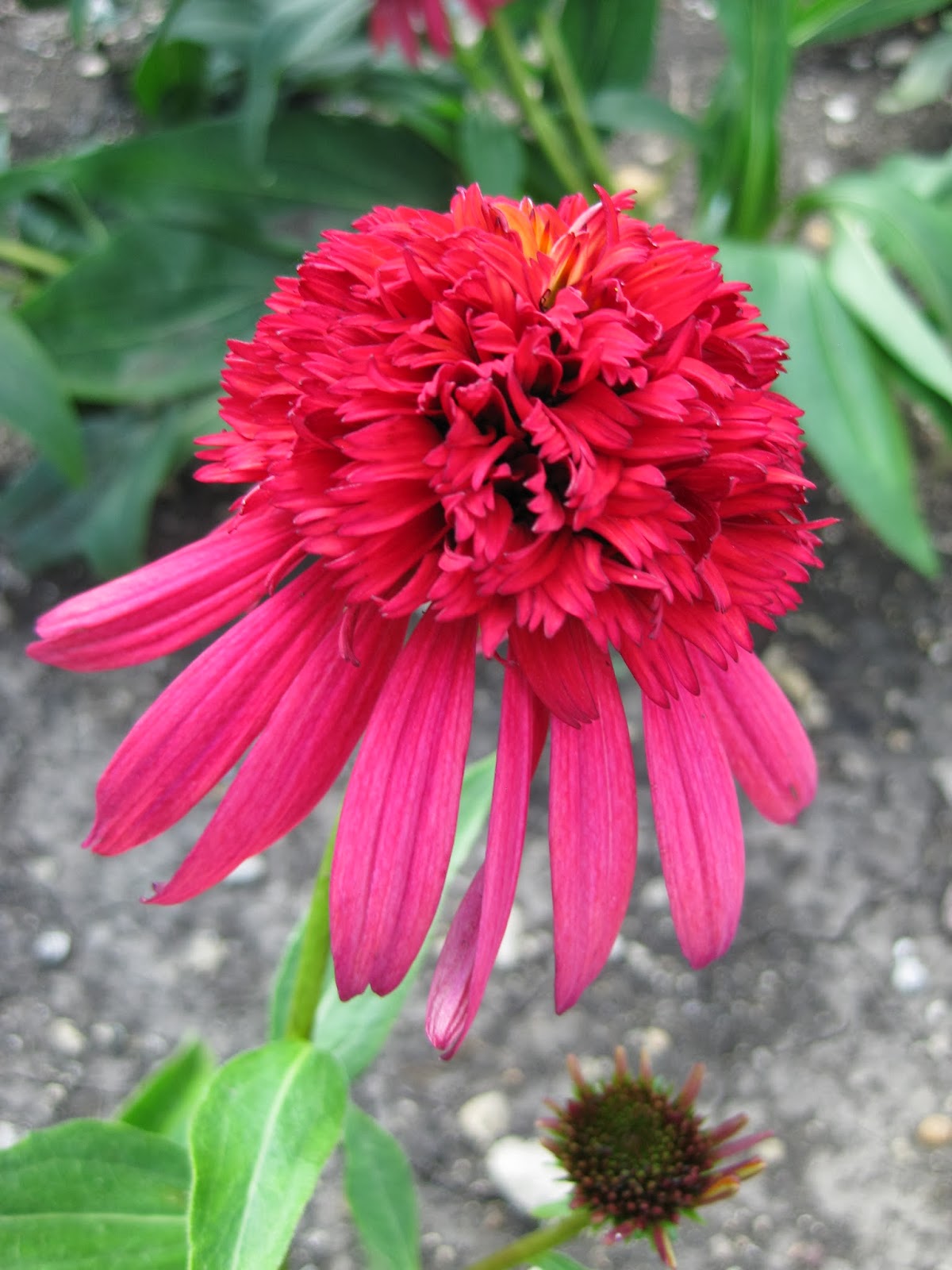 Future Plants By Randy Stewart Weigela