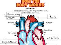Heart Chambers Diagram Heart Chambers Diagram